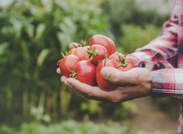 Tomates