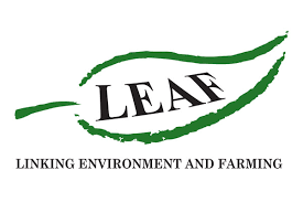 leaf marque.png