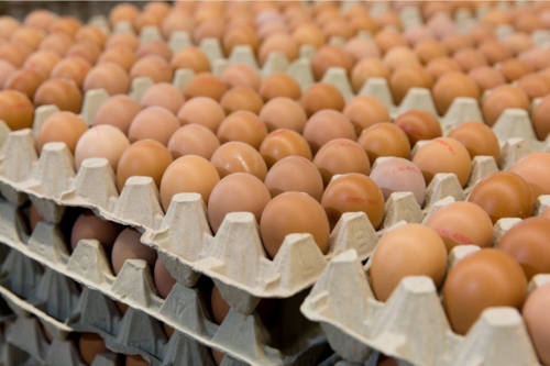 Eggs on cardboard