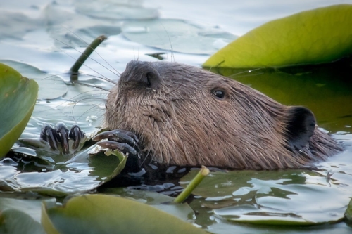 Bever