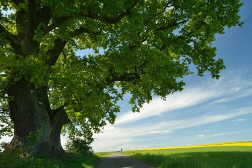 Grote boom met groene bladeren langs een smal pad in een landelijk landschap met blauwe lucht en gele bloemenvelden.