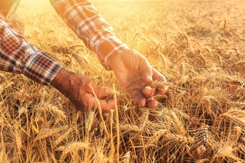 Farmer with hands in the grain