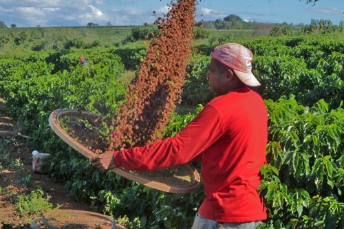 Persona trabajando en un campo de café, usando una criba para separar los granos de café en medio de vegetación y cielo despejado.