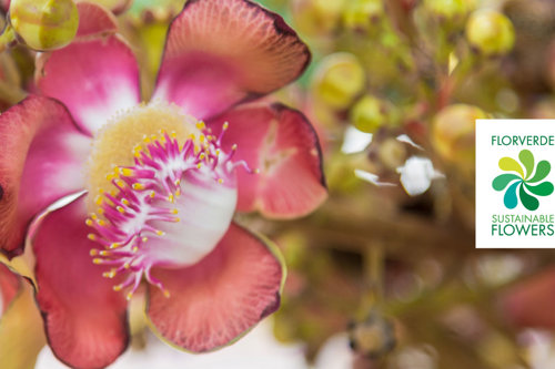 Flor rosada con detalles blancos y amarillos, acompañada de un logotipo que dice "Florverde Sustainable Flowers" sobre un fondo lleno de plantas borrosas.