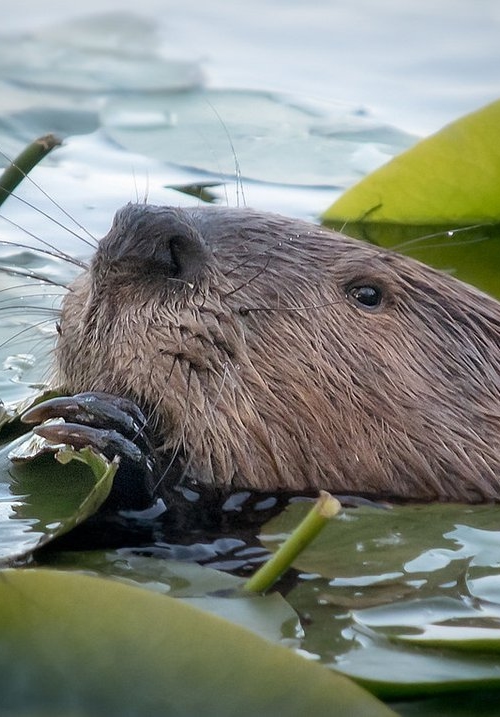 Bever