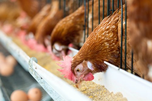 Bruine kippen eten voer in een rij