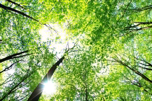 Bossen en zon
