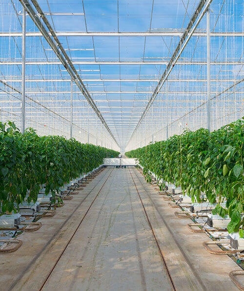 Growing peppers