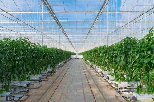 Growing peppers in a greenhouse