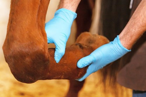 Dierenarts met blauwe handschoenen onderzoekt het been van een paard.