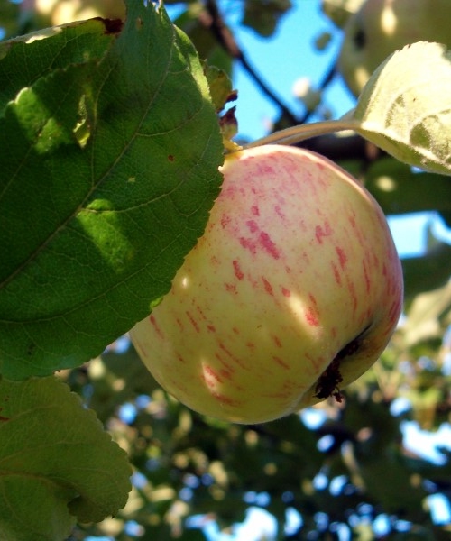 apple on tree
