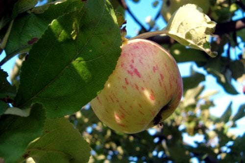 apple on tree