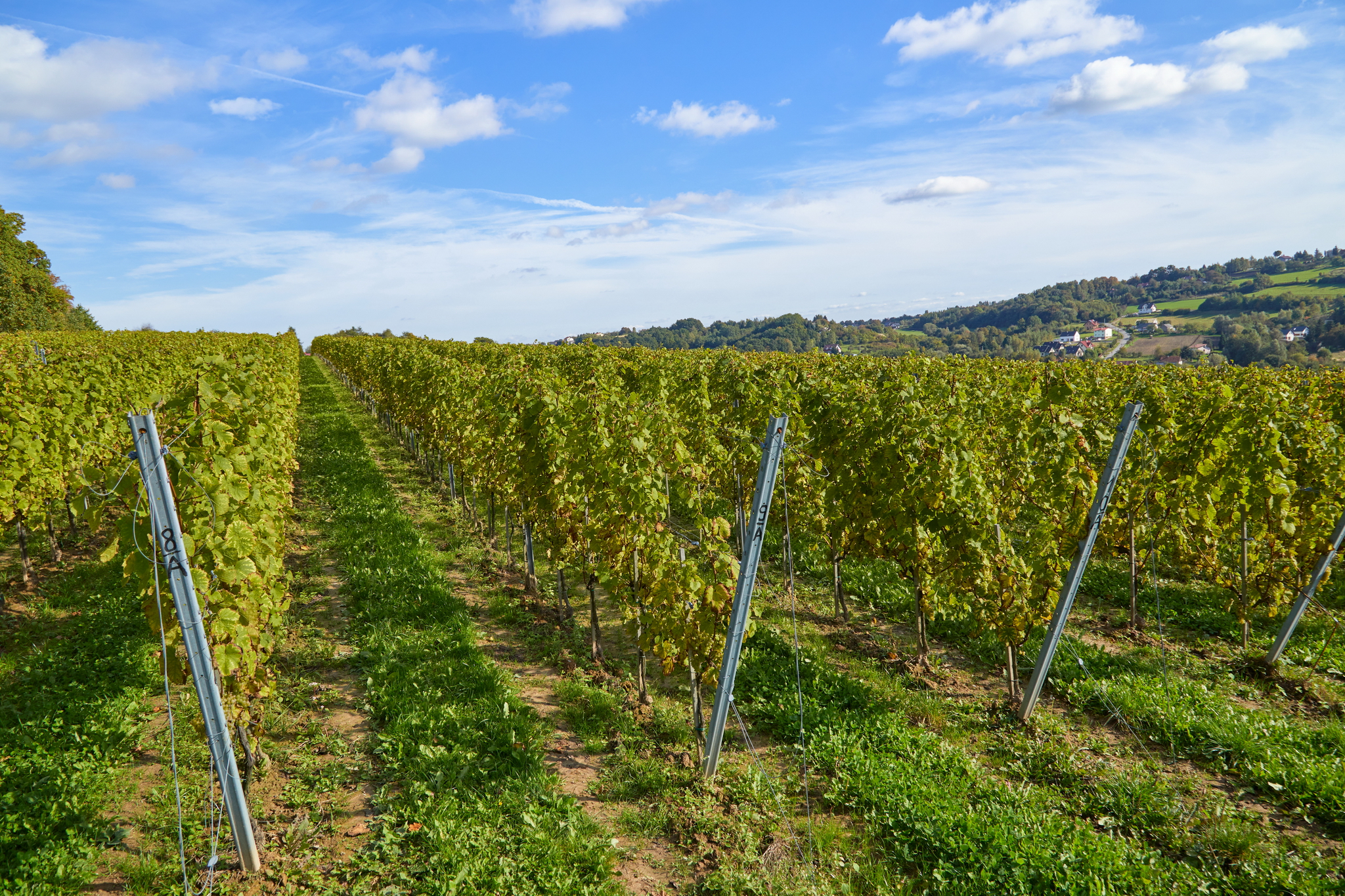 Rows of grapevines in a vineyard under a blue sky with scattered clouds.