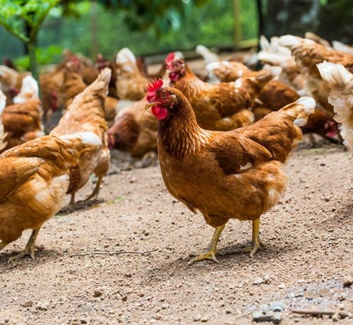 Chickens scratching around