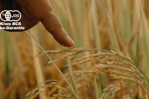 Wheat