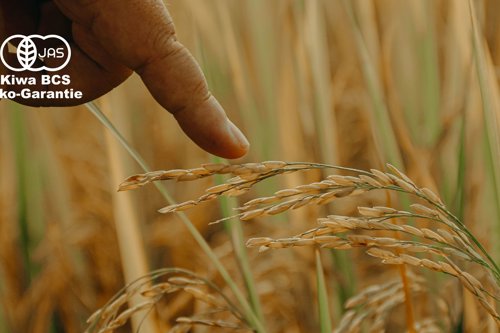Wheat