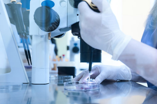 Gloved scientist using a pipette with a microscope in a laboratory, working with petri dishes on a clean research bench.