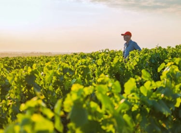 farmer vegetables