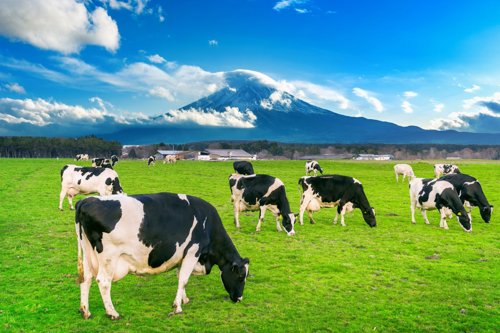 Vacas pastando en un campo verde con montañas nevadas y cielo azul en el fondo.