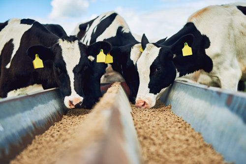 Black and white colored cows eating animal feed that has been certified by Kiwa