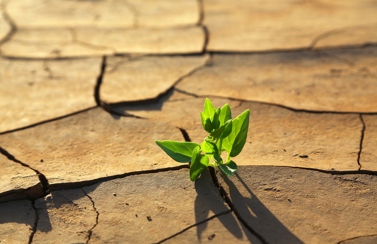 Groene plant groeit uit droge, gebarsten aarde met zonlicht erop.