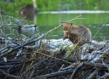 Een bever in de natuur