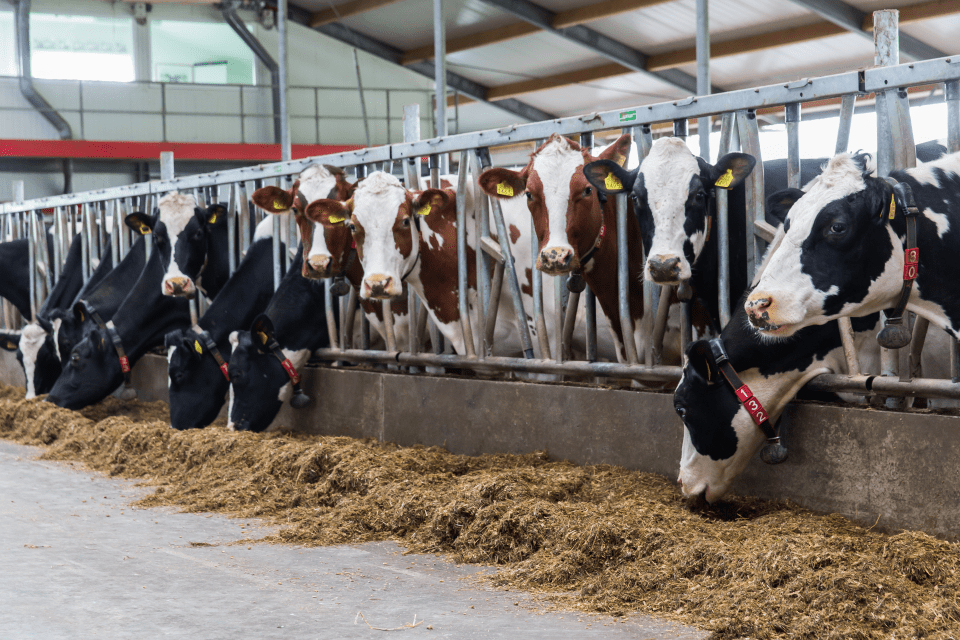 Rundveehouderij