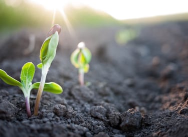 Vegetable that grows from the earth