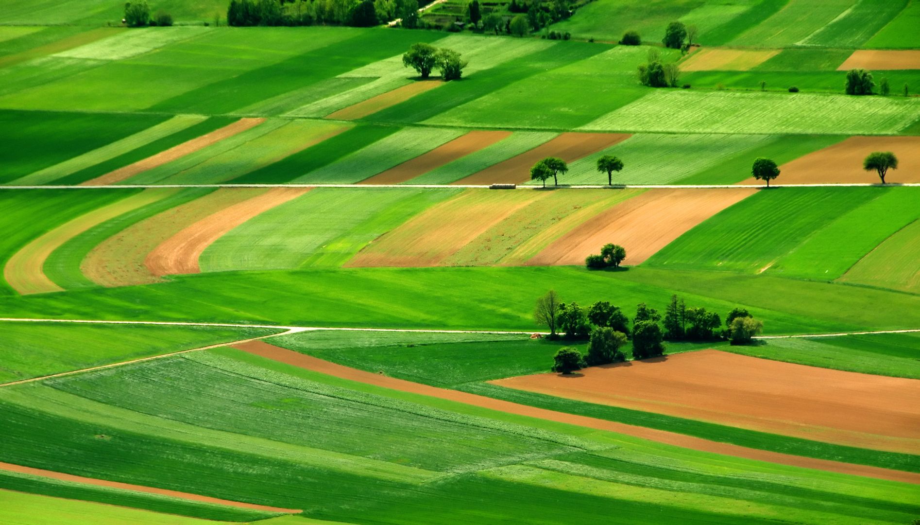 Aerial view of rolling green and tan agricultural fields divided into geometric plots with scattered trees.