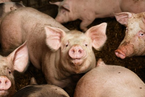 Group of pigs standing close together in a pen, with one pig centered facing the camera.