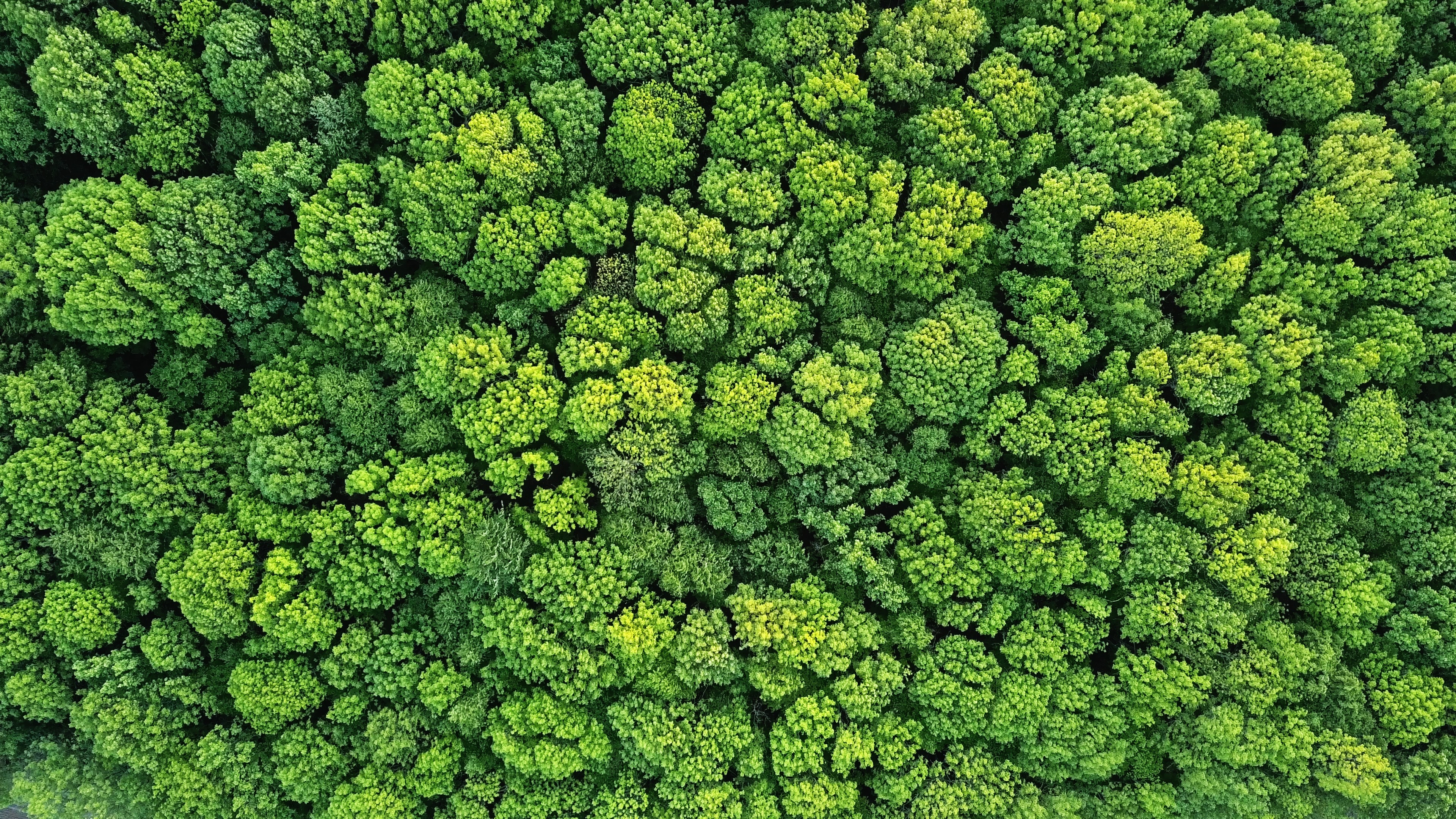 Flygbild över ett tätt grönt skogstak med frodigt, livfullt lövverk.